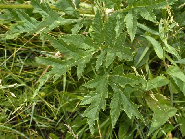 Heracleum sphondylium subsp.elegans / Panace elegante